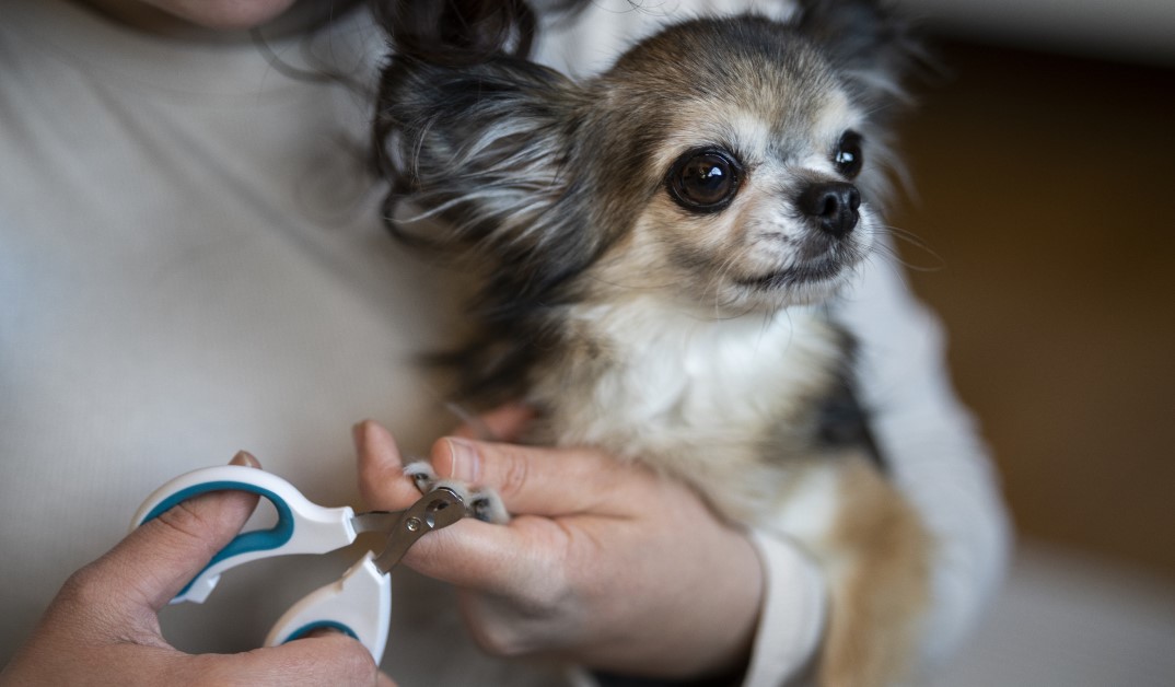 Best nail clippers for chihuahuas hotsell